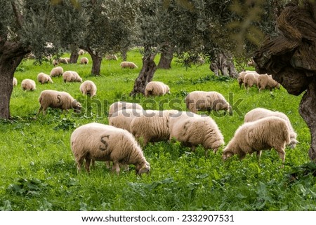 Sheep grazing, Alqueria d Avall, Bunyola, region of the Serra de Tramuntana, Mallorca, Spain