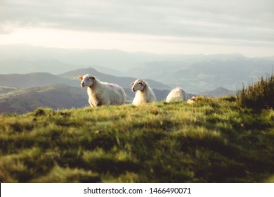 Sheep Grazing In Basque Mountains