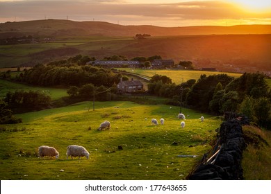 Sheep Grazing In A Beautiful Landscape In The British Countryside Near The Outskirts Of Manchester.