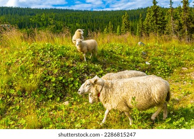 Sheep grazing in beautiful mountain and landscape panorama with untouched nature hills and rocks stones in Kvitfjell Favang Ringbu Innlandet Norway in Scandinavia.