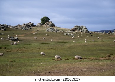 Sheep Grazing In Central Otago, South Island. 