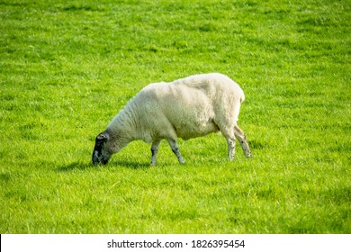 A Sheep Grazing In County Cavan, Ireland