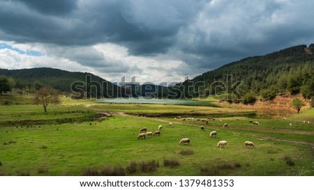 Sheep grazing at the edge of the Demirtas Dam, Bursa - Turkey 