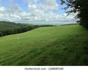 Sheep grazing with far reaching views