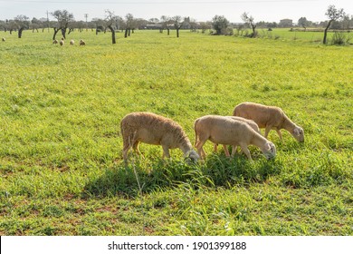 299,477 Sheep farm Images, Stock Photos & Vectors | Shutterstock