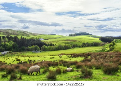 Sheep grazing in the fields in Kintyre