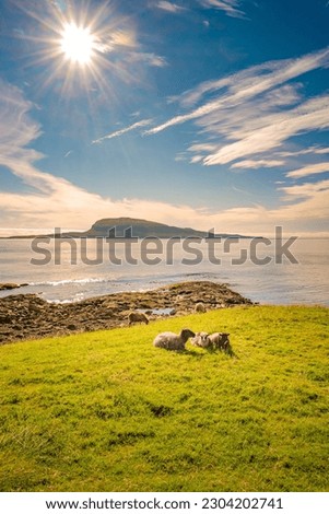 Sheep are grazing grass at sunset colors in front of ocean and remote islands at Faroe Islands in summer