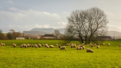 Sheep Grazing In A Green Lowland Scottish Field, On A Cloudy Winter Day, Dumfries And Galloway, Scotland
