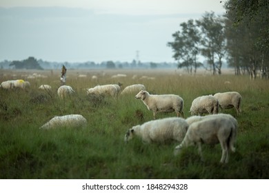 37 Wierdense veld Images, Stock Photos & Vectors | Shutterstock