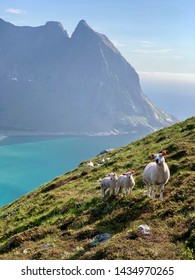 Sheep Grazing In The Hills Of Lofoten, Norway