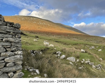 Sheep grazing hillside near a stone wall in Ireland. - Powered by Shutterstock