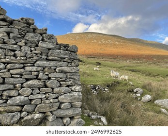 Sheep grazing hillside near a stone wall in Ireland. - Powered by Shutterstock