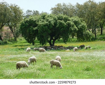 Sheep grazing in a lush green meadow during spring in Alentejo, Portugal. - Shutterstock ID 2259879273
