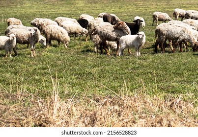 Sheep Grazing in Meadow. Rural scene, flock of sheep herds.