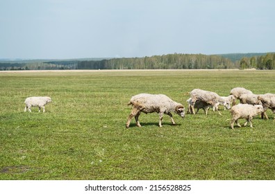 Sheep Grazing in Meadow. Rural scene, flock of sheep herds.