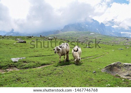 Sheep Grazing in the meadows. Dramatic view of green meadows with animals grazing in Himalayas. Sheep grazing in the gangbal lake which is located in the kashmir,India