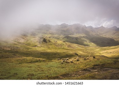 Sheep grazing in the mountain, Ollantaytambo. Peru