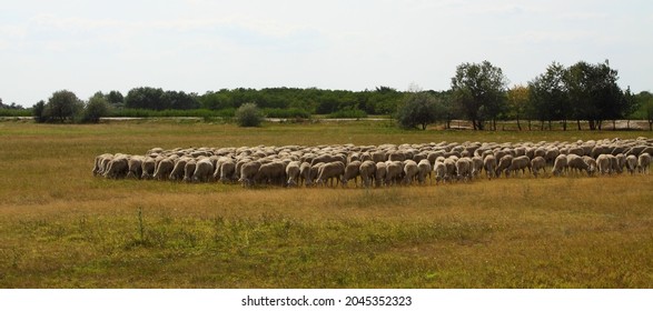 Sheep Grazing In The Kiskunság National Park, Hungary