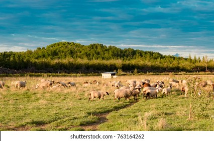Sheep Grazing In Northern Ontario