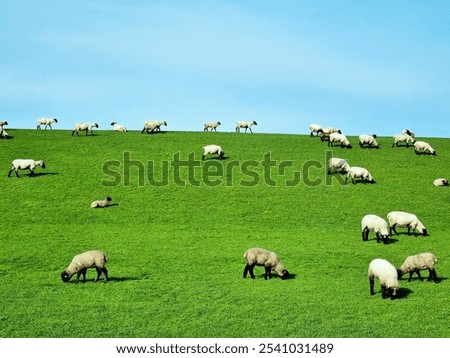 sheep grazing on a dike, capturing the tranquility of rural life