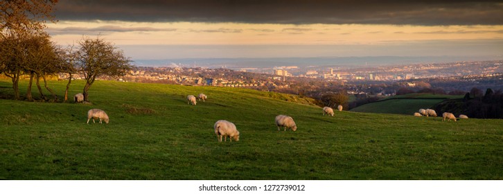 Sheep Grazing On A Farm Above Sheffield City Centre, England, UK