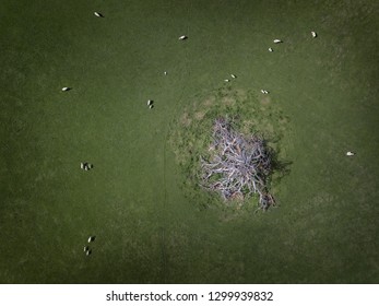 Sheep Grazing on Farm from Above