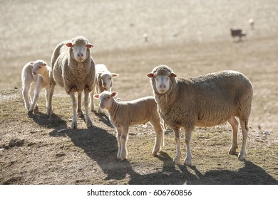 Sheep Grazing On A Farm During A Drought In South Africa. 