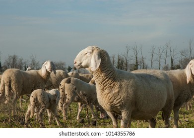 Sheep Grazing on the Field in a Winterâ??s Day - Shutterstock ID 1014355786
