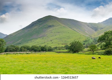 Sheep Grazing On The Foothills Of Scafell Pike In Summer. Photo Taken In The Wasdale Valley In The Lake District, Cumbria, UK