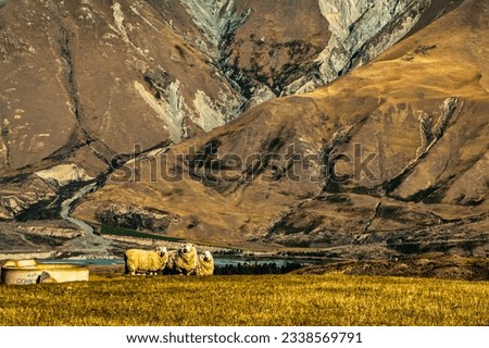 Sheep grazing  on the foothills of the Southern Alps on the alpine pasture in the Ashburton high country