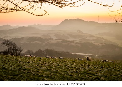 Sheep Grazing On A Frosty Sloping Field In Winter In Fife, Scotland