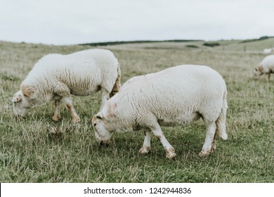 Sheep Grazing On The Grass Land