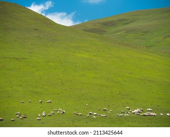 Sheep Grazing On The Green Hills. Highland Sheep Fed Outdoors