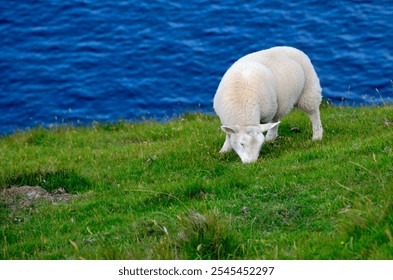 Sheep grazing on a green hillside near the ocean - Powered by Shutterstock