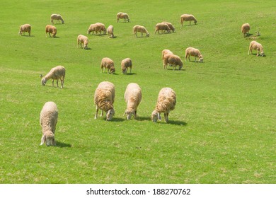 sheep grazing on the green meadow