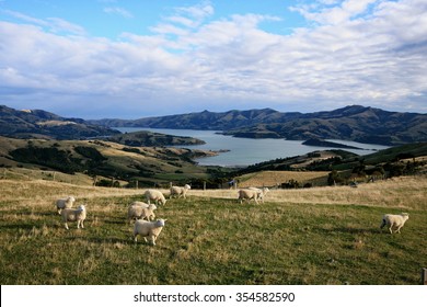 Sheep grazing on hill with Harbor Bay view along Summit Road, Akaroa, Banks Peninsula, South Island, New Zealand in autumn.