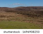 Sheep Grazing on Remote and Rugged Spring Moorland on Dartmoor National Park Between Princetown and Mortenhampstead in Rural Devon, England, UK
