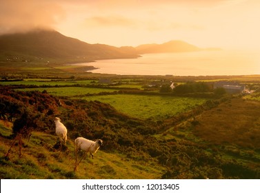 Sheep Grazing On Ring Of Kerry As Fog Drifts Over Mountains From The Sea