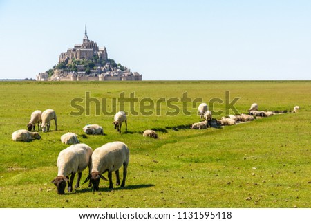 Sheep grazing on the salt meadows close to the Mont Saint-Michel tidal island, situated on the limit between Normandy and Brittany in France, under a summer blue sky.