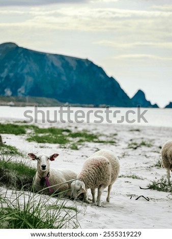 Similar – Image, Stock Photo Idyllic coastal landscape with waterfall