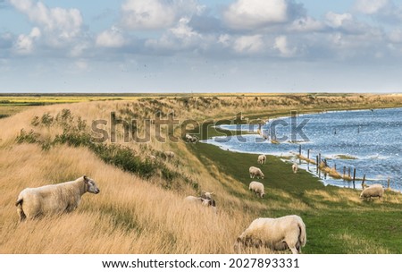 Sheep grazing on the sea dike of the North Sea in Denmark. Wadden Sea in Germany, Denmark and Netherlands is Unesco World heritage. 