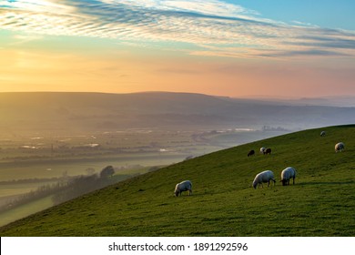 Sheep grazing on a South Downs hillside on a winters afternoon