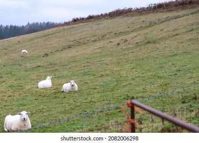 Sheep Grazing On Sugar Loaf In The Brecon Beacons