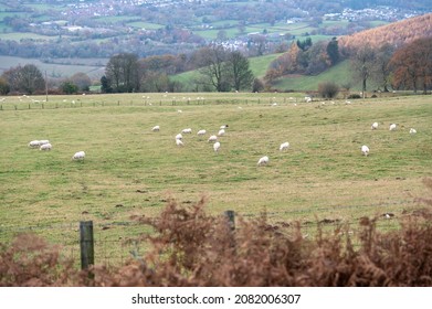 Sheep Grazing On Sugar Loaf In The Brecon Beacons