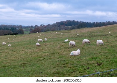 Sheep Grazing On Sugar Loaf In The Brecon Beacons