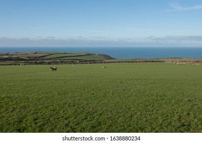 Sheep Grazing On Traditional Cornish Cliff Top Farm Land By The Rural Village Of Trevalga On The South West Coast Path Between Boscastle And Tintagel On The North  Cornwall Coast,England, UK