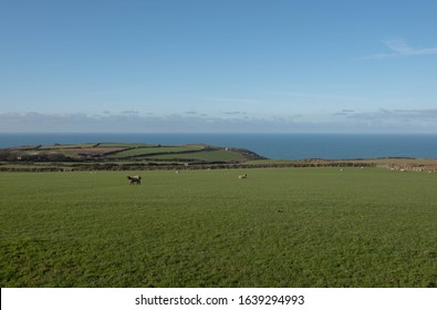 Sheep Grazing On Traditional Cornish Cliff Top Farm Land By The Rural Village Of Trevalga On The South West Coast Path Between Boscastle And Tintagel On The North  Cornwall Coast,England, UK