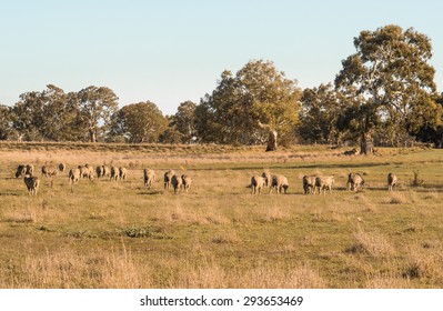 Sheep Grazing On A Typical Farm In Victoria Australia