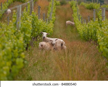 Sheep Are Grazing In Organic Vineyard In Marlborough Wine Region New Zealand