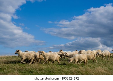 Sheep Grazing In The Pasture